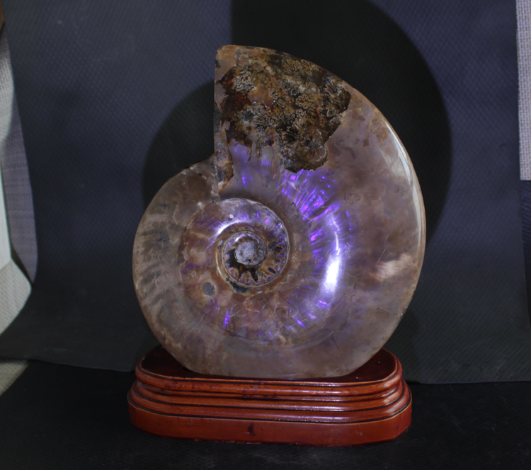 千蕊天然紫光斑彩螺玉化摆件螺化石摆