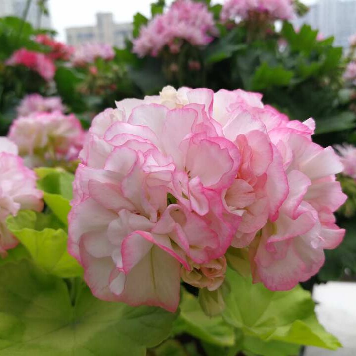 天竺葵重瓣带花发货