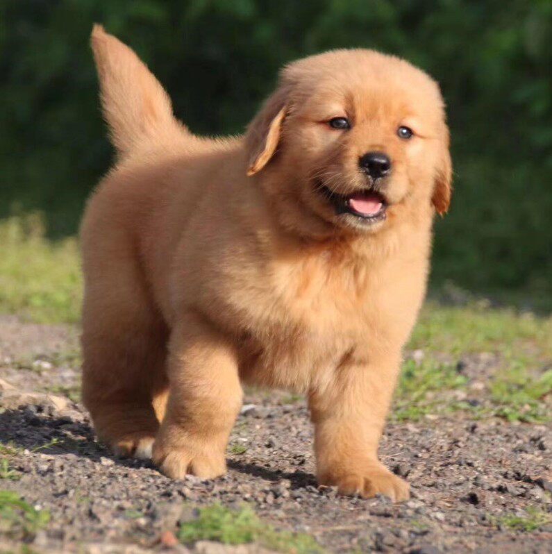 无偿领养纯种金毛幼犬活体大骨架大型导盲犬拉布拉多家养宠物狗狗