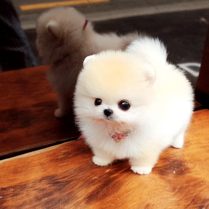 无偿领养纯种白博美幼犬茶杯犬小型可爱长不大活体俊介犬宠物狗狗