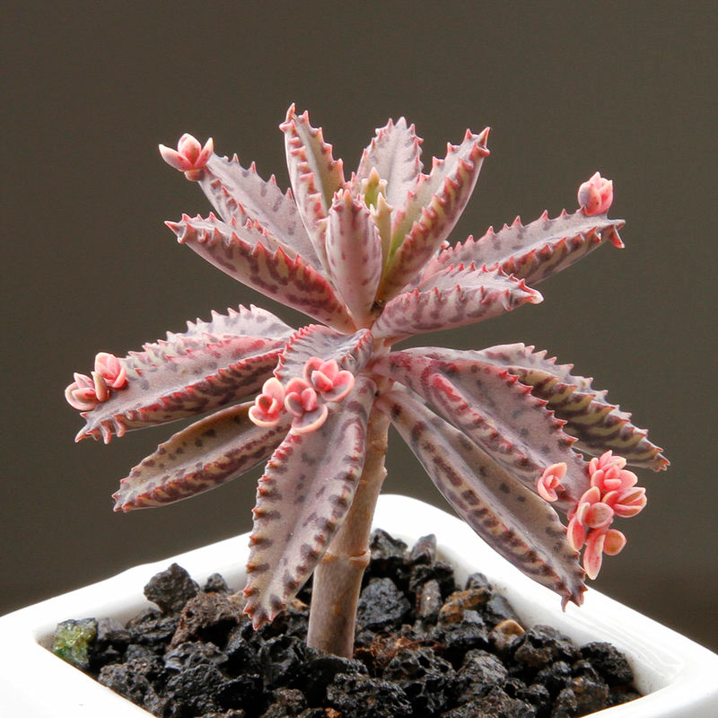 上海大邱永盛园艺多肉植物 不死鸟锦 组合盆栽室内萌肉肉新手绿植