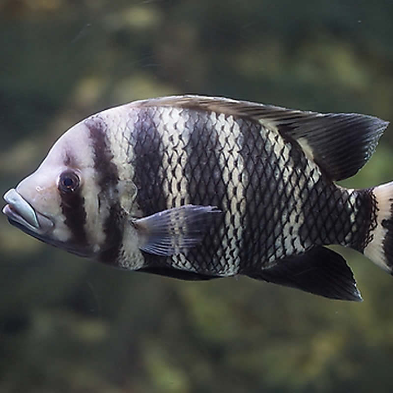 宠物鱼淡水鱼热带鱼观赏鱼大型鱼龙鱼配鱼非洲十间鱼坦鲷马鲷活体