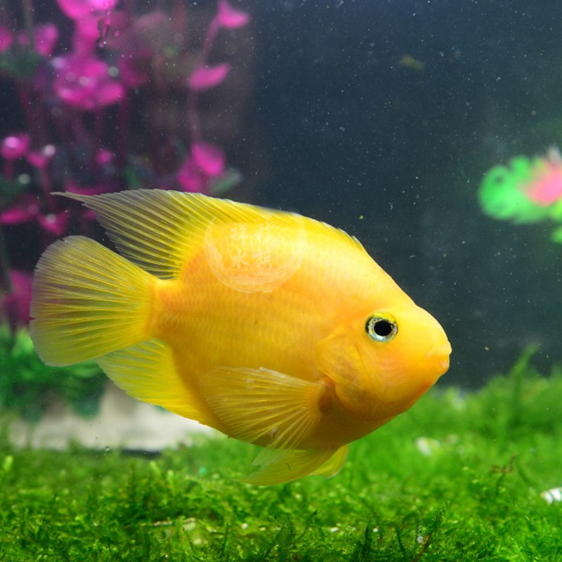 黄鹦鹉鱼活体黄金元宝热带观赏鱼发财鱼中大型黄金钢鹦鹉鱼风水鱼