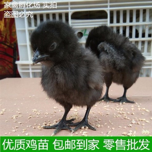 乌骨鸡小鸡苗