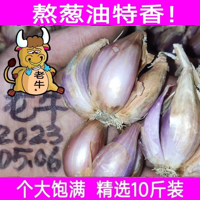 促销10斤包邮广东红葱头干火葱小香