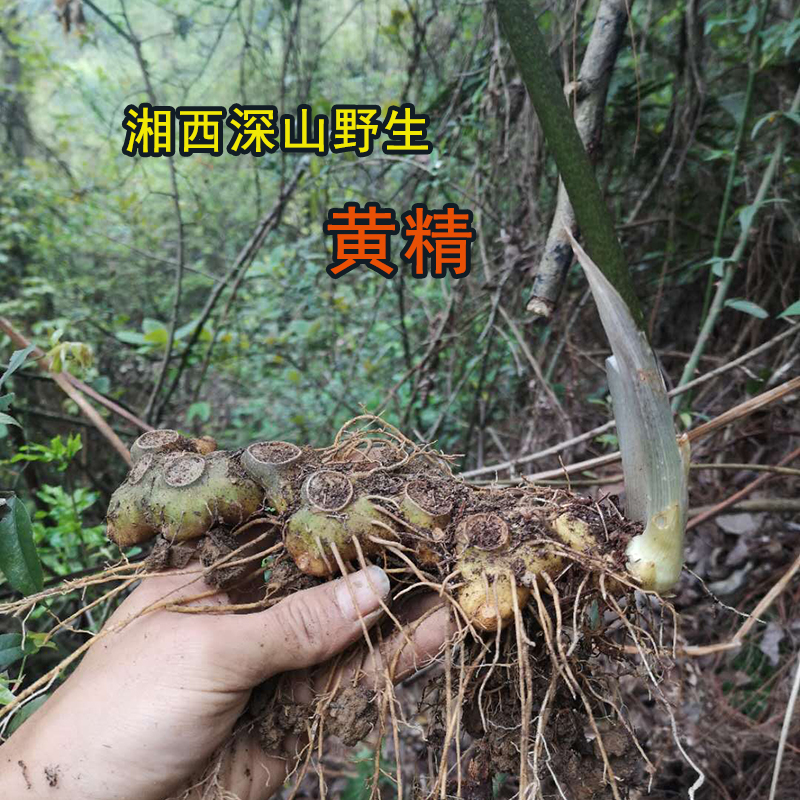 湖南黄精野生现挖中药材老虎姜种苗老根姜形黄精食用新鲜煲汤包邮