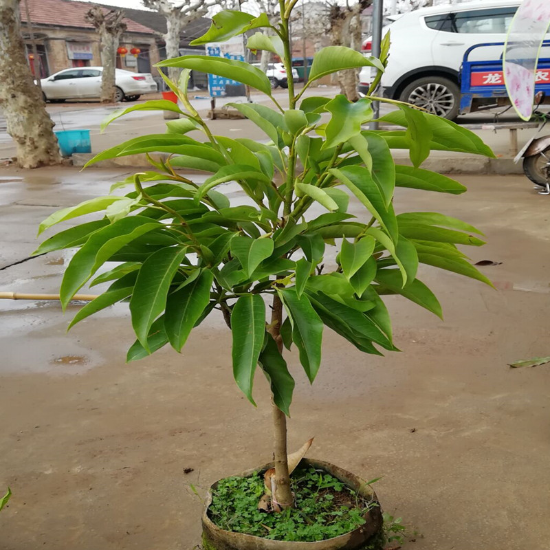 白兰花盆栽 黄桷兰十里飘香白兰花苗香味独特白玉兰花树苗促销