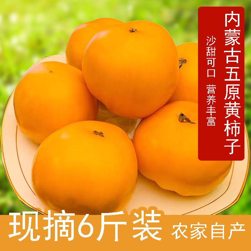 巴盟五原黄柿子内蒙古特产新鲜天然水果蔬菜黄番茄现摘铁皮西红柿