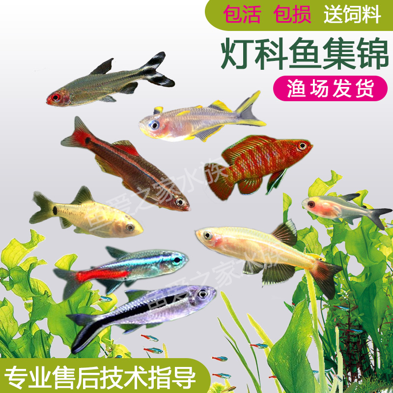 热带小型灯科鱼活体红绿灯宝莲灯斑马淡水金鱼苗清道夫孔雀观赏鱼在类目 宠物/宠物食品及用品, 水族世界, 鱼中 - 来自Buy2taobao.com提供专业的淘宝代购服务