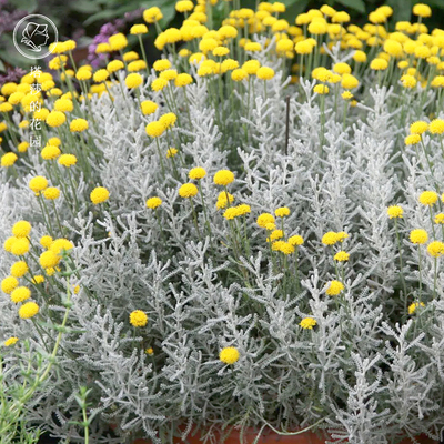 塔莎的花园 绵杉菊耐寒灌木银色香草植物花园花镜香草盆栽