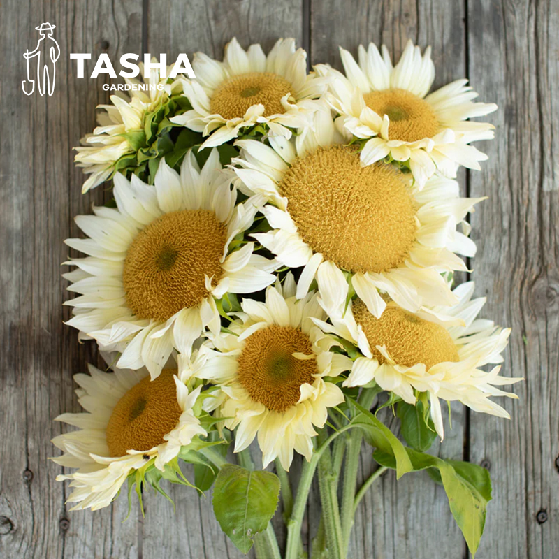 塔莎的花园 向日葵盆栽观赏切花品种品种白色系养护简单