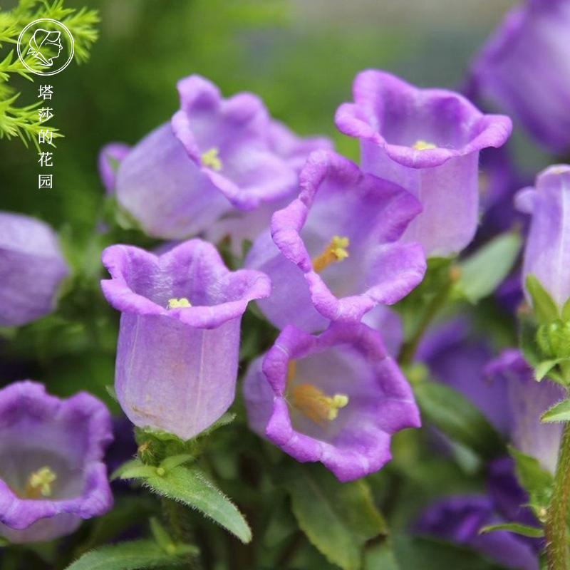 风铃草花冠类型图片