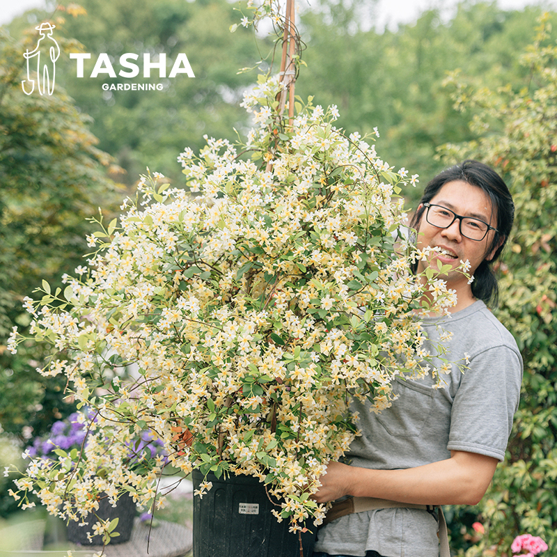 塔莎的花园风车茉莉花盆栽四季常青爬藤蔓植物大苗庭院阳台室内外
