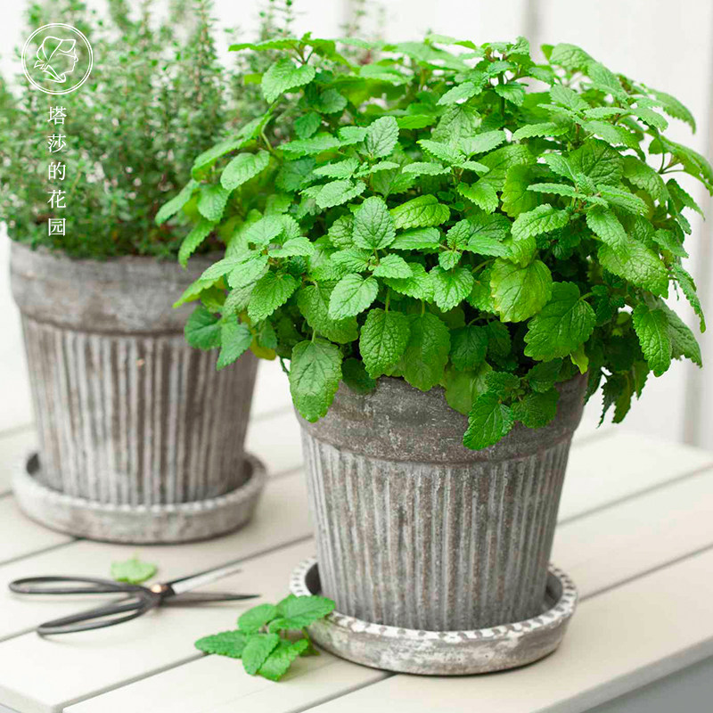 塔莎的花园 柠檬香蜂草驱蚊草阳台庭院花苗植物净化空气盆栽