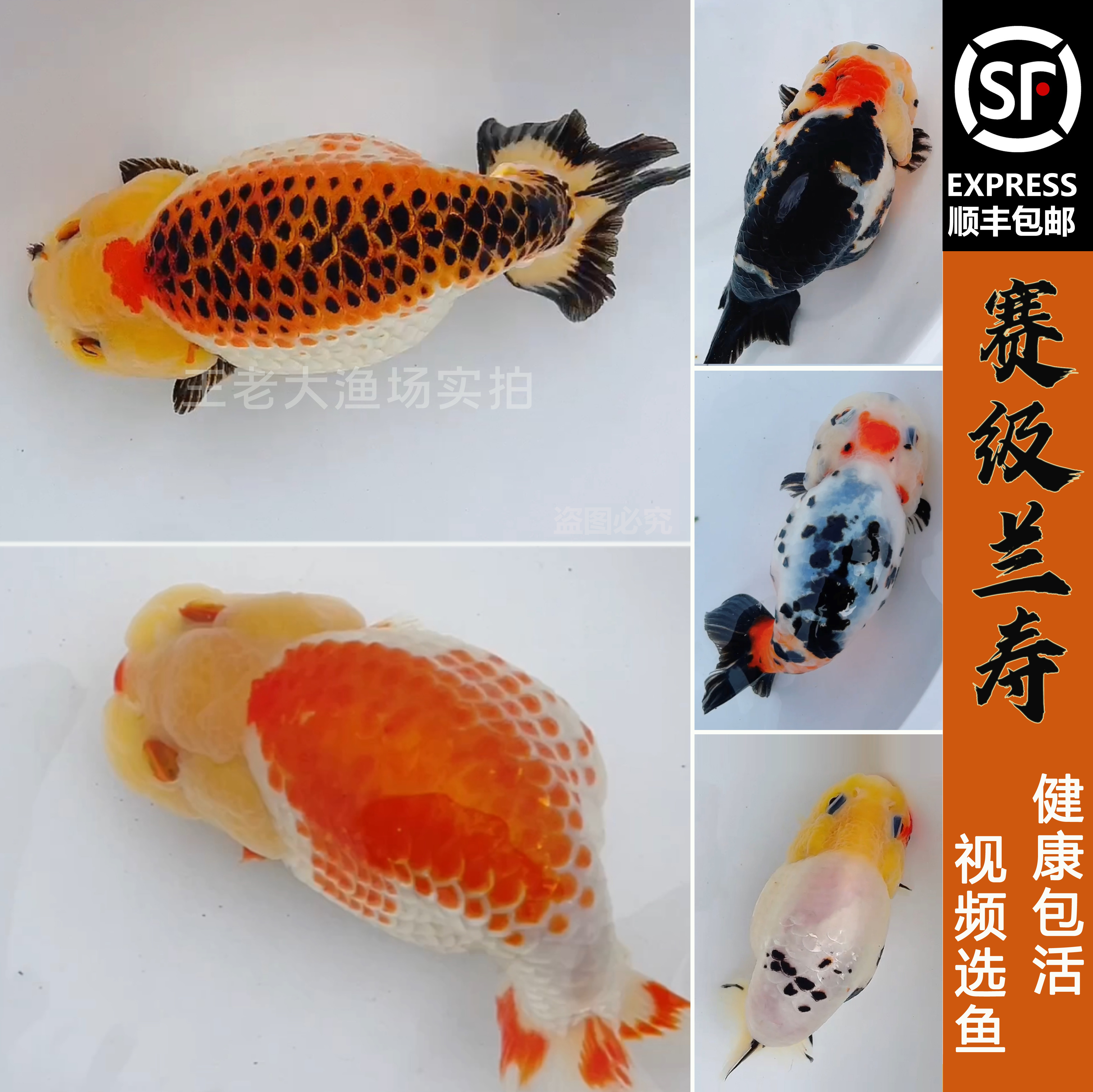 兰寿金鱼纯种活鱼练手鱼观赏鱼重墨奶牛三色奶花鱼苗新手冷水好养