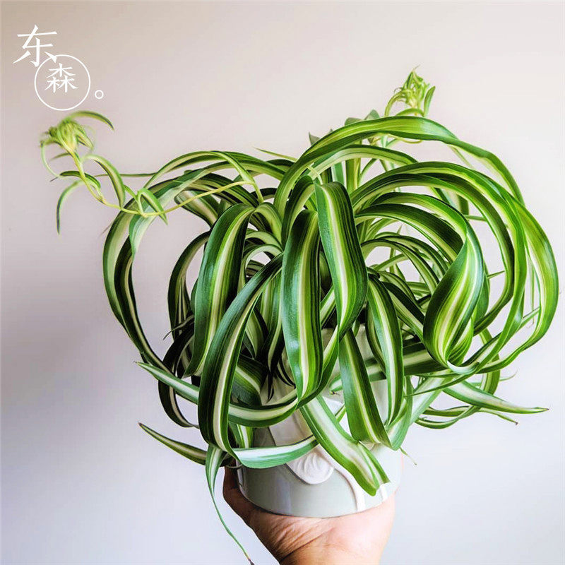 法国女郎 卷叶金心吊兰邦尼 ins网红盆栽植物室内客厅耐阴喜湿润