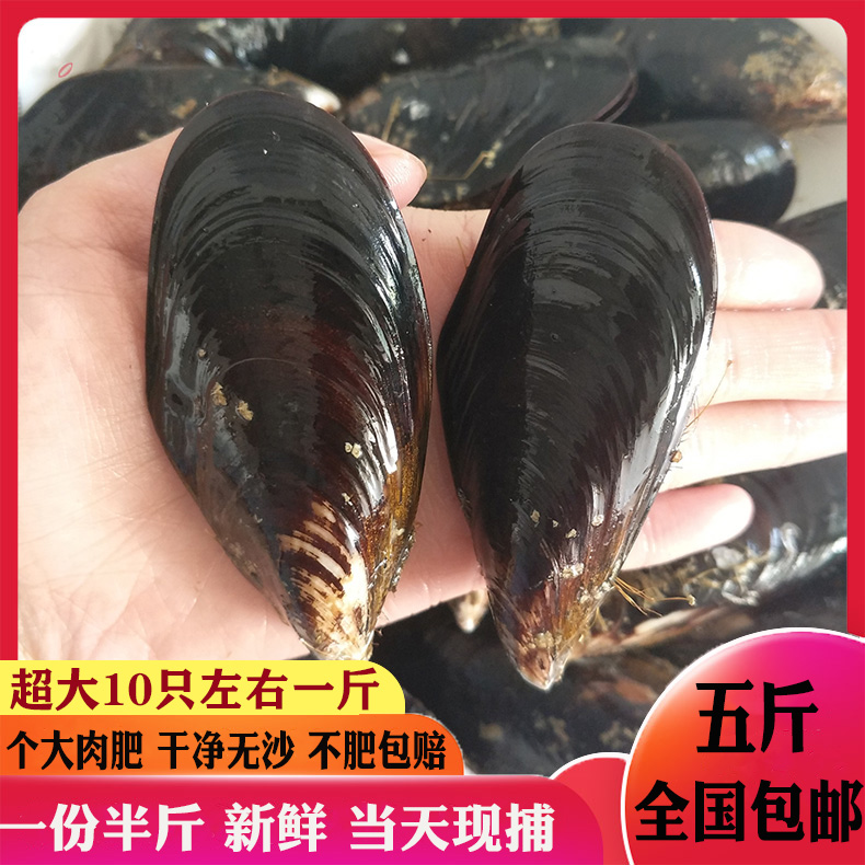 不肥包赔水产鲜活特大青口贝新鲜大海虹野生淡菜贻贝连云港海鲜贝