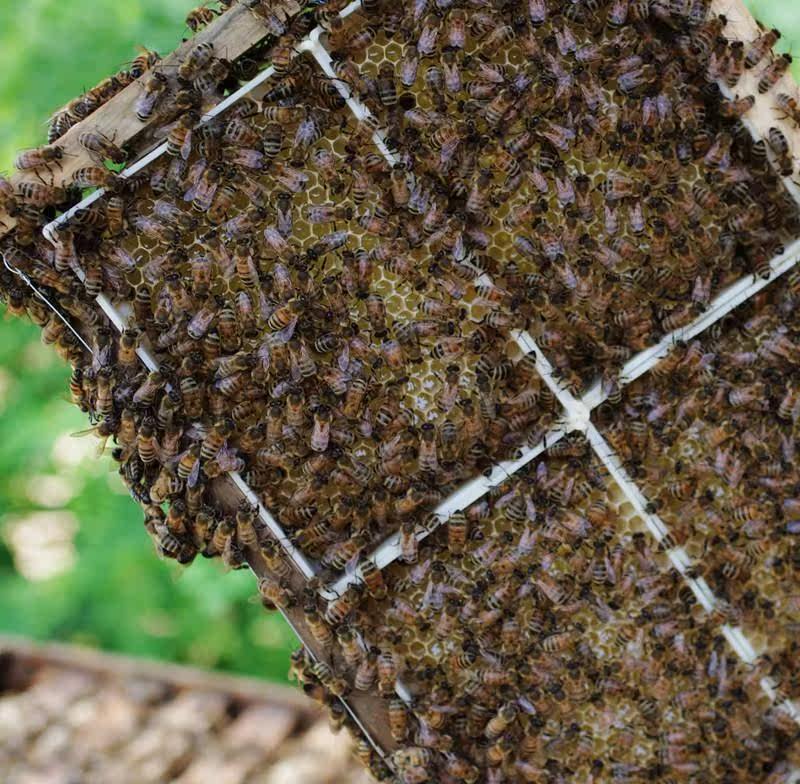 百花蜂巢蜜一斤嚼着吃盒装500g土蜂蜜蜂窝蜜巢蜜蜂蜜巢一斤