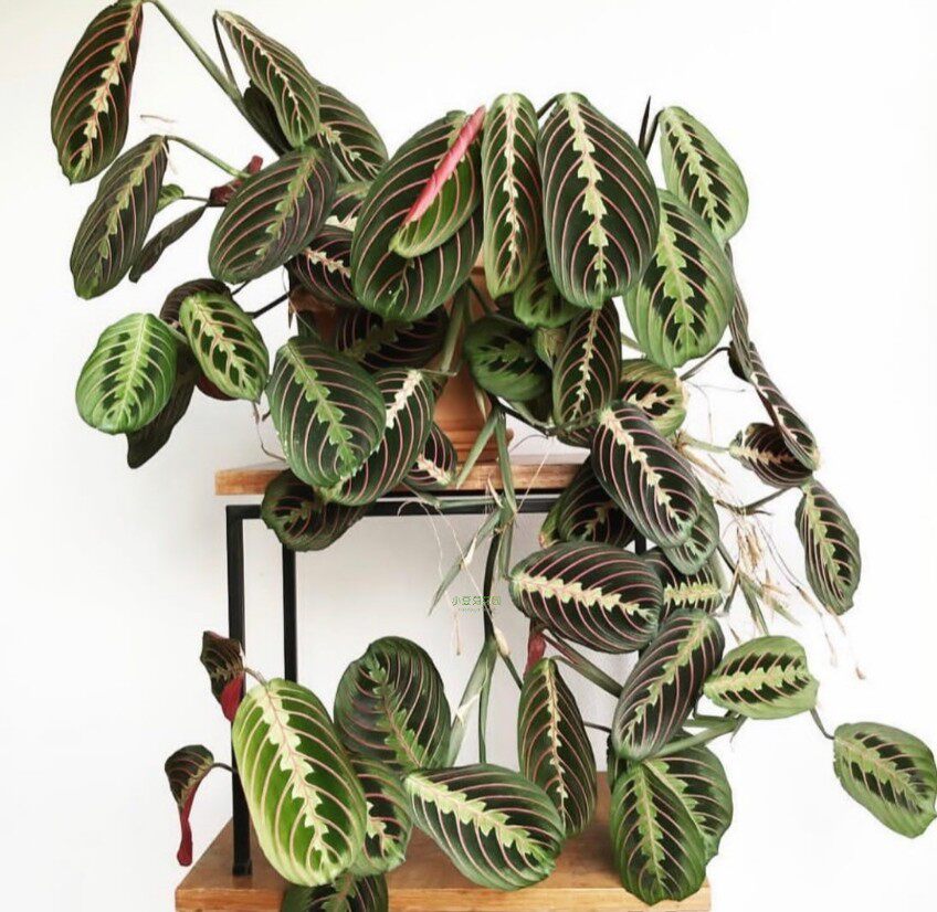 叶蝉竹芋进口稀有植物ins网红盆栽红蜻蜓竹芋长藤垂吊耐阴好养花