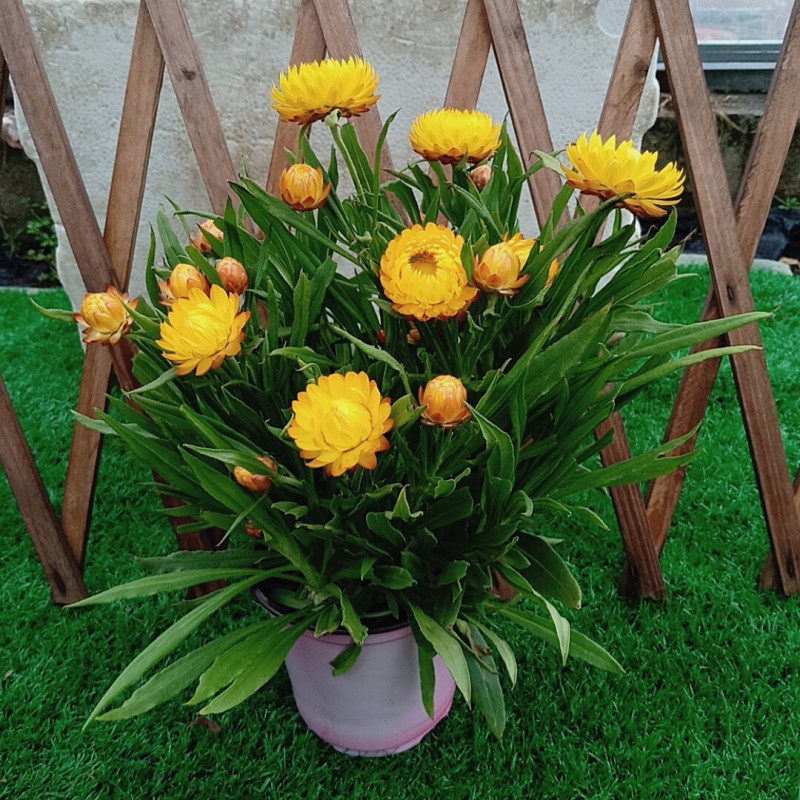 菊花盆栽带花冬季_蜡菊盆栽麦秆菊花苗宿根多年生阳台庭院冬季耐寒