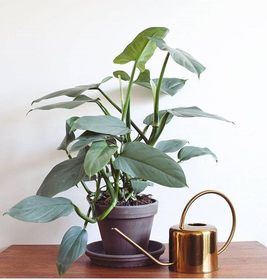 进口银叶蔓绿绒哈斯塔姆银剑蔓绿绒 金属银 ins网红绿植盆栽耐阴