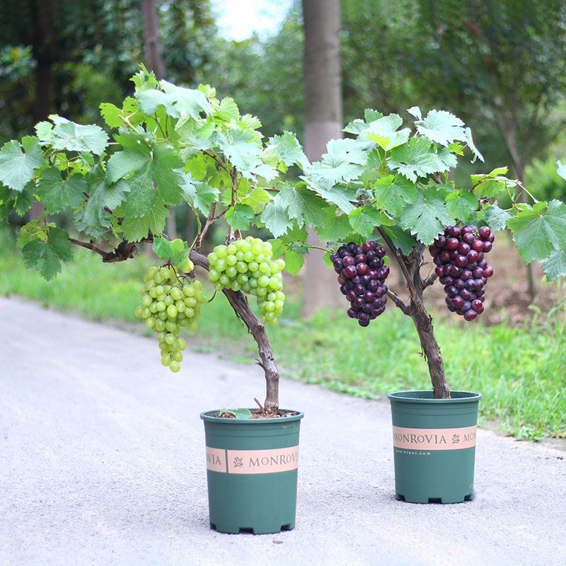 特价葡萄苗盆栽_四季葡萄苗盆栽爬藤果树当年结果蓝宝石葡萄树苗北方
