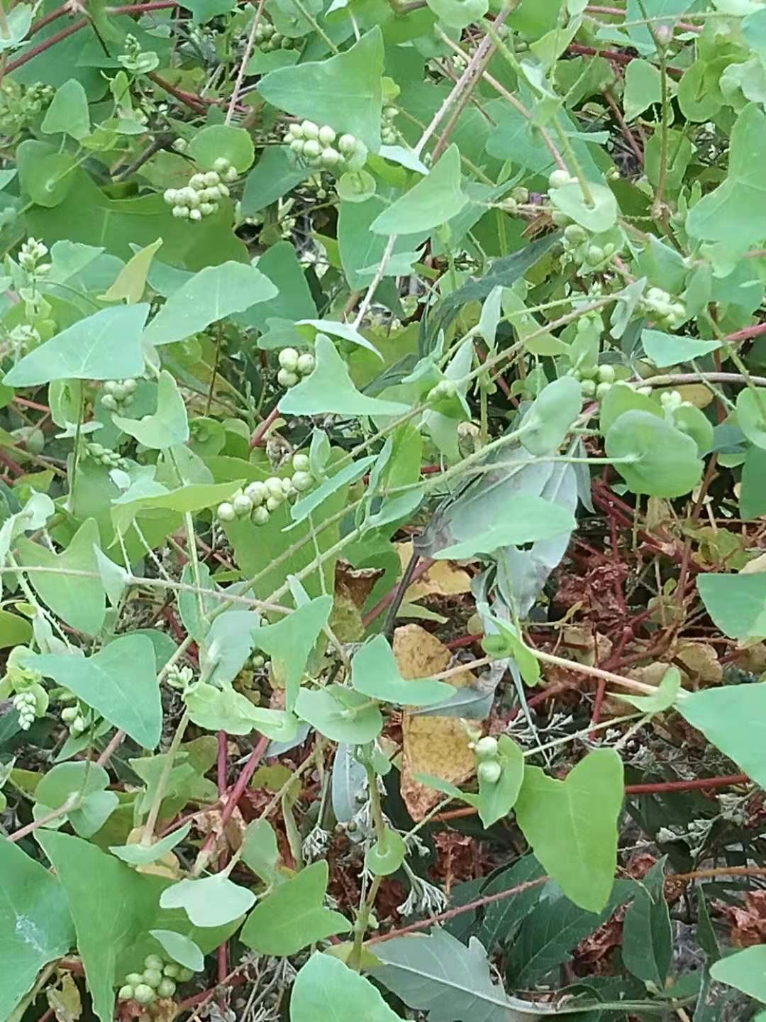 一折白草_特价新鲜野生杠板归犁壁藤河白草老虎藤老虎脷蛇倒退蛇不过