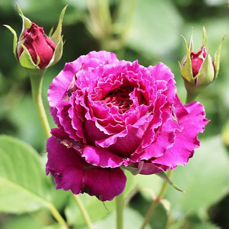 2016日本ラムカン草药玫红四季抗病耐晒开蕾丝边盆栽月季玫瑰花苗