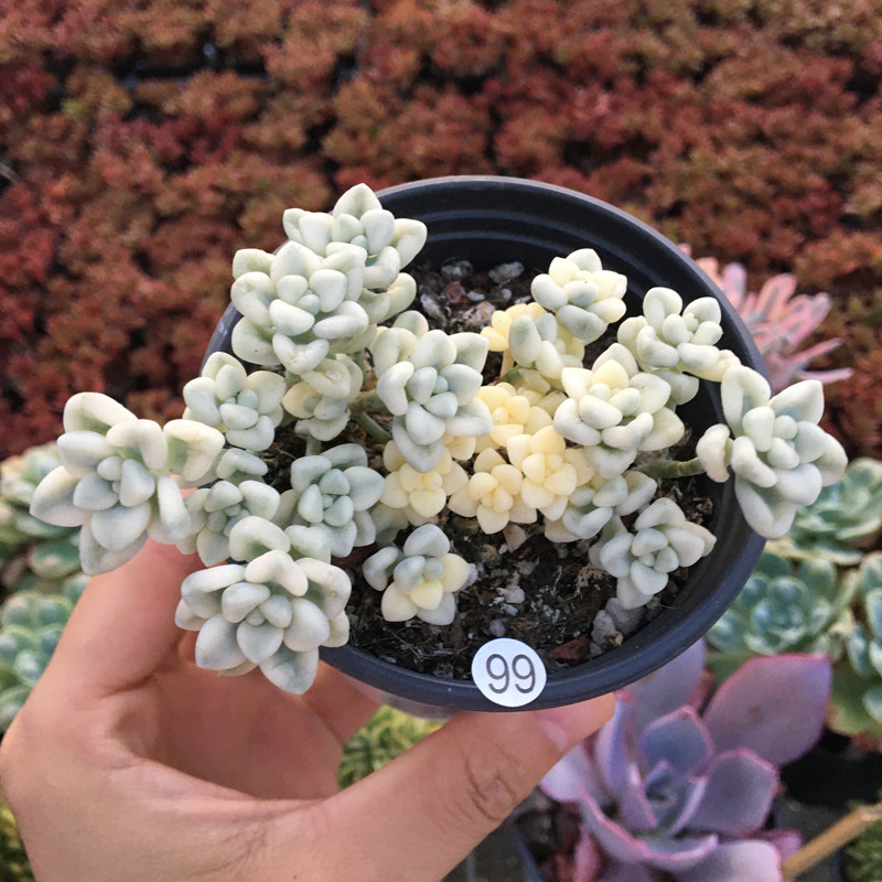 丸叶姬秋丽锦一物一拍迷你植物室内新手多肉群生多头肉盆栽花卉