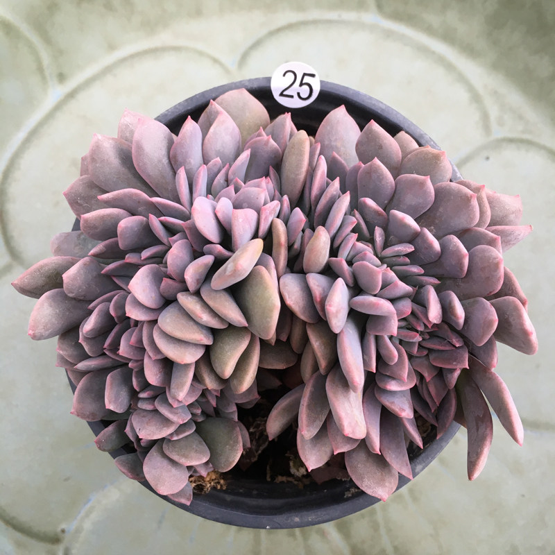 黛比缀化多肉植物 美观趣味肉肉 室内花卉盆栽净化空气 一物一拍