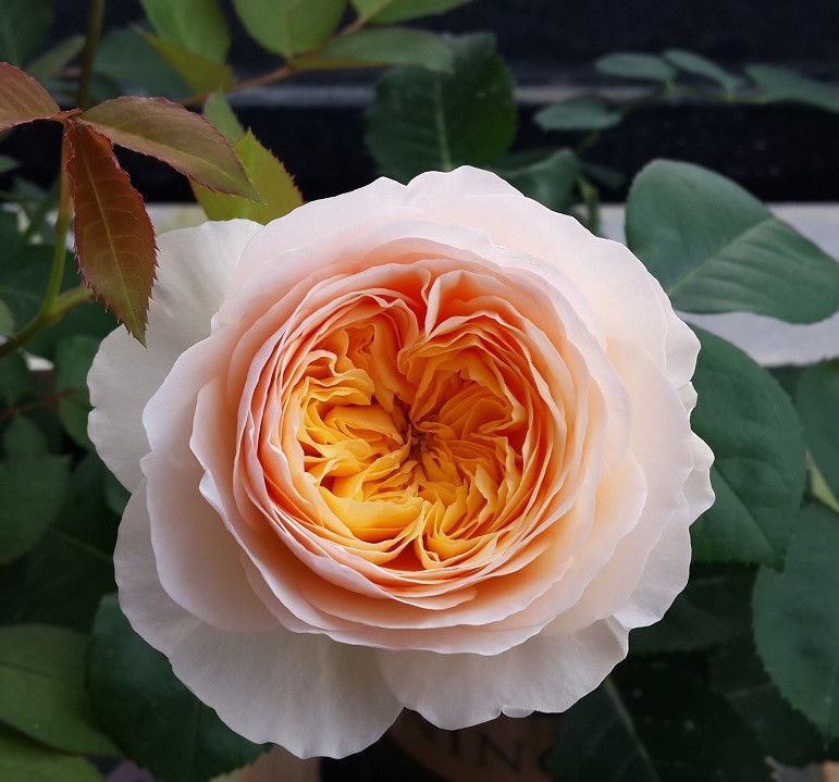 朱丽叶 欧月花苗 淡香直立 经典花型 切花 朱奥斯汀月季花苗 盆栽