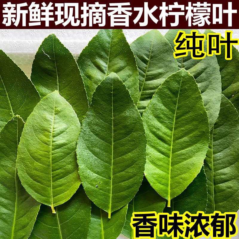 香水柠檬叶新鲜叶子现摘香料烹饪调料冬阴功汤鱼生配料专业柠檬叶