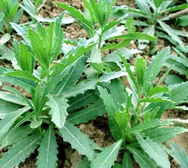 大山新鲜现采小蓟刺儿菜七七芽根刺芽蔬菜小蓟刺角芽刺儿菜刺改牙