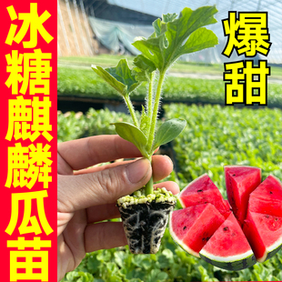 寿光高产8424冰糖麒麟西瓜苗秧黄瓤小凤甜王懒汉早春红玉盆栽种子