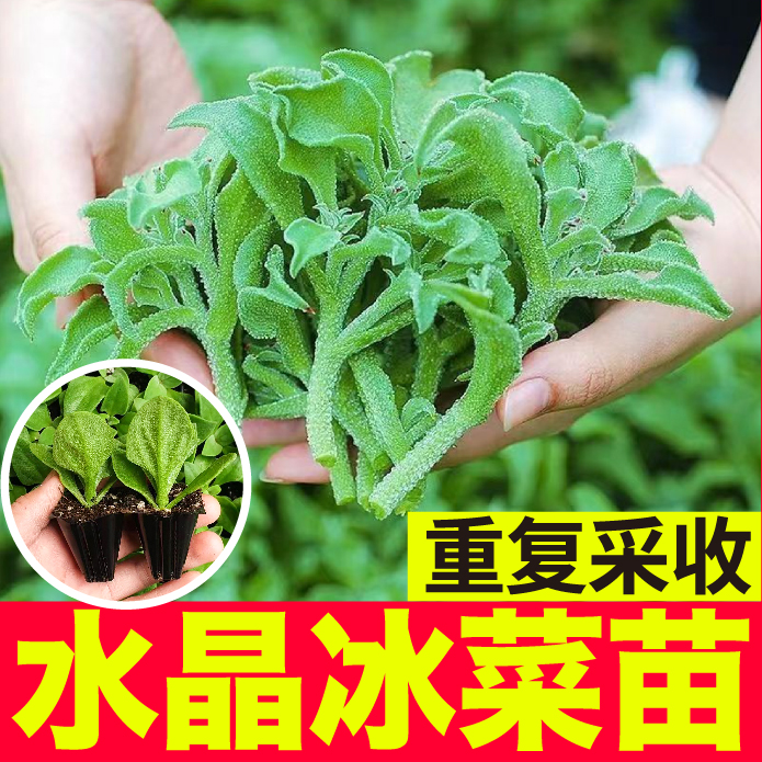 台湾水晶冰菜苗秧脆嫩更大冰粒蔬菜苗