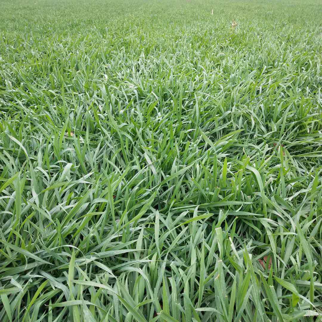 热销大麦草 新鲜 包邮