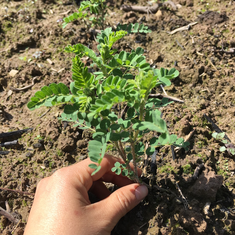 【蓝庄】黄芪盆栽种苗 5棵 棉芪绵芪黄氏北芪黄蓍庭院阳台种植