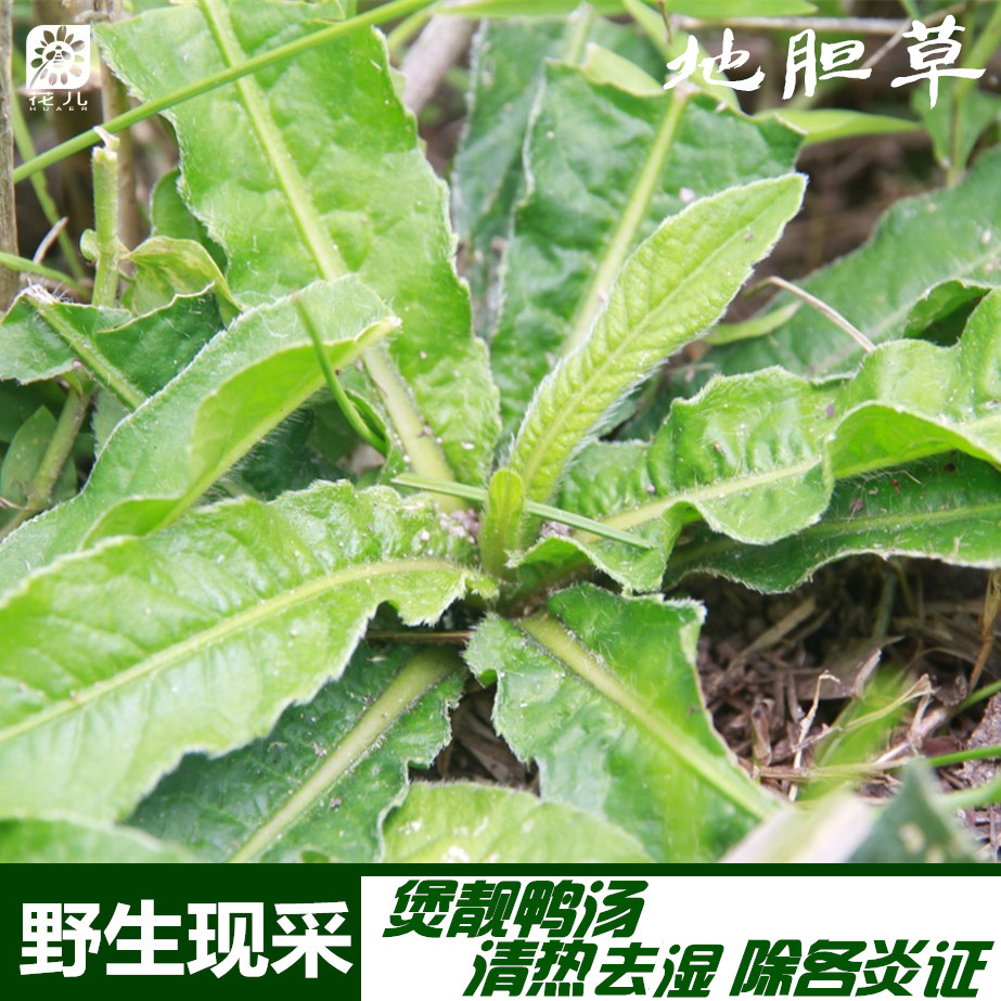 野生红花地斩头地胆头草鞋根地胆草客家汤料生鲜磨地胆一元2棵