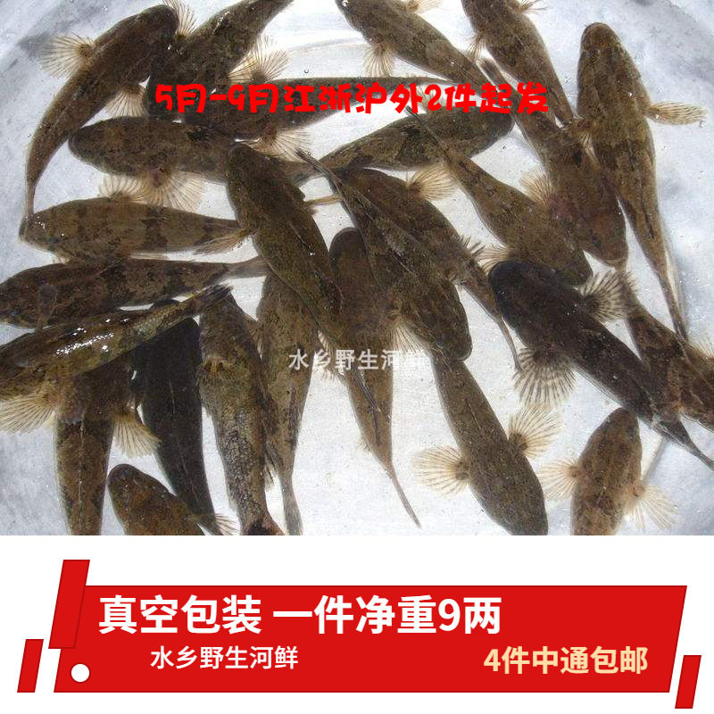 虎头野生新鲜鱼呆子鱼沙塘笋壳土布鲨土憨巴淡水鱼类