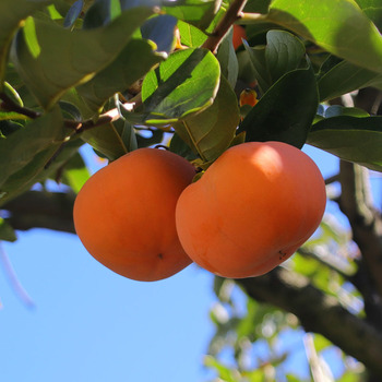 日本次郎吉柿削皮硬柿冰糖心新鲜水果保山甜柿10斤云南脆柿子大果