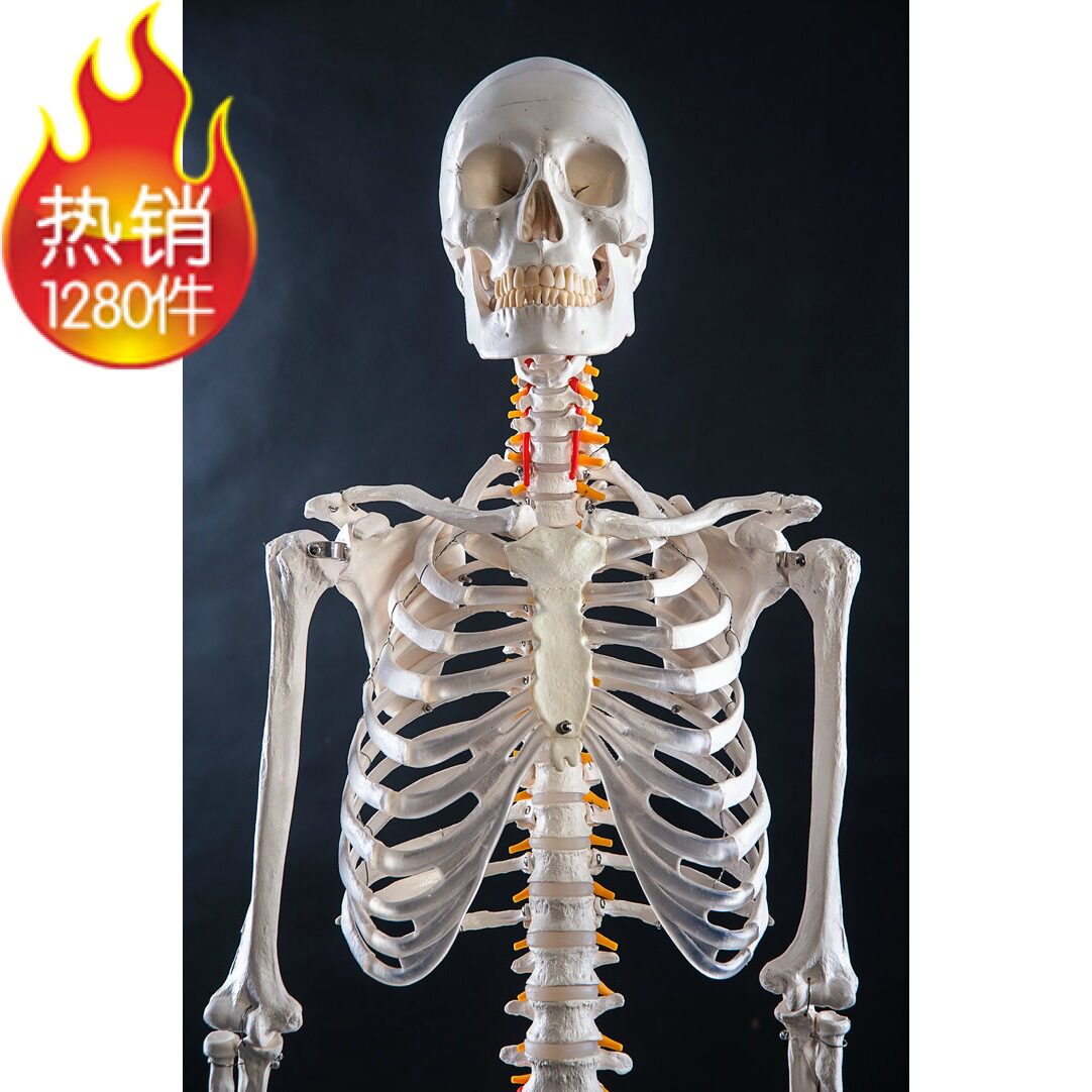 厂家直销美术艺用医用最标准的170cm人体大骨骼模型 骷髅骨架标本