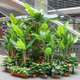 仿真芭蕉树落地盆栽香蕉装饰大型仿真植物客厅假树室内外塑料绿植