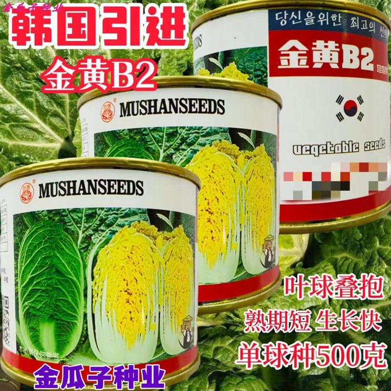 娃娃菜种子金黄B2白菜种籽早熟抗病抗抽薹黄心菜种籽四季蔬菜耐运