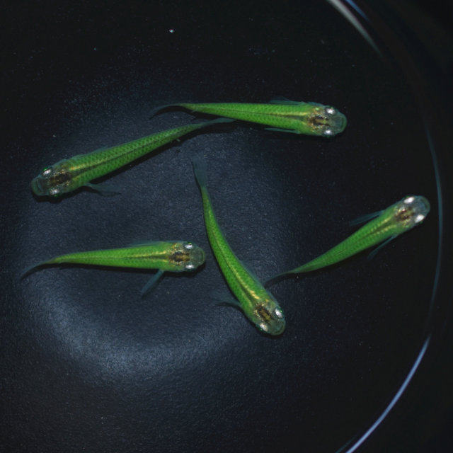 热销观背青鳉_观背青鳉绿夜明珠鱼荧光鳉萤光台湾基因鱼tk-1群游小型