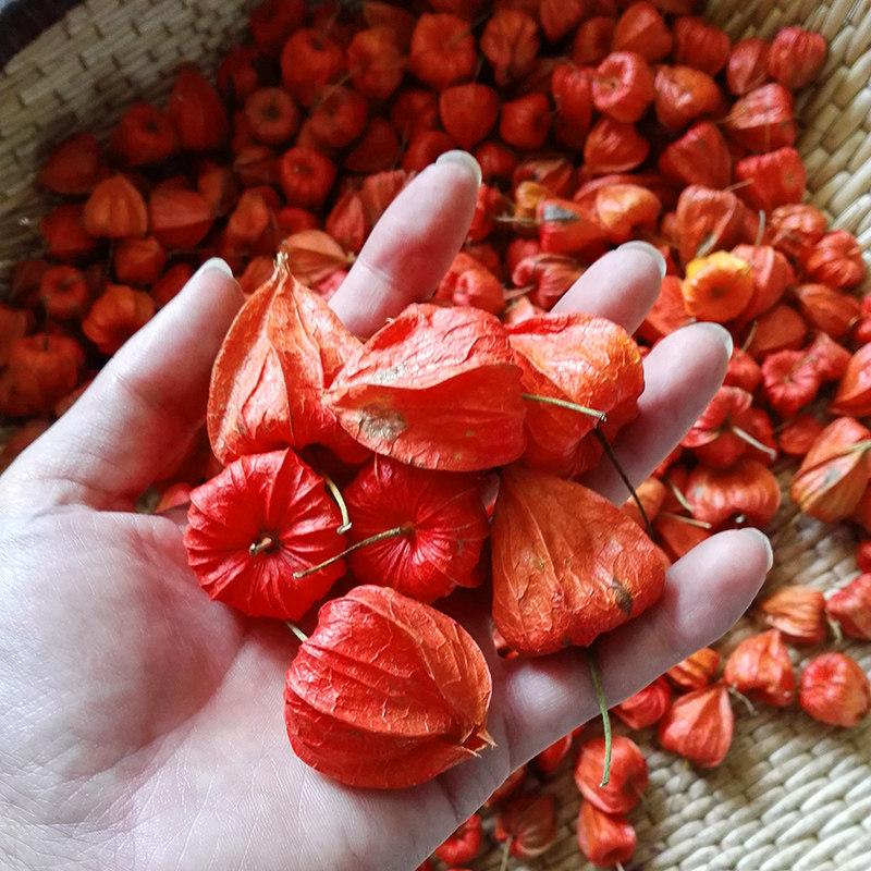 长白山野生红姑娘苦姑娘灯笼果锦灯笼苦菇娘连果带皮500g包邮——松茗