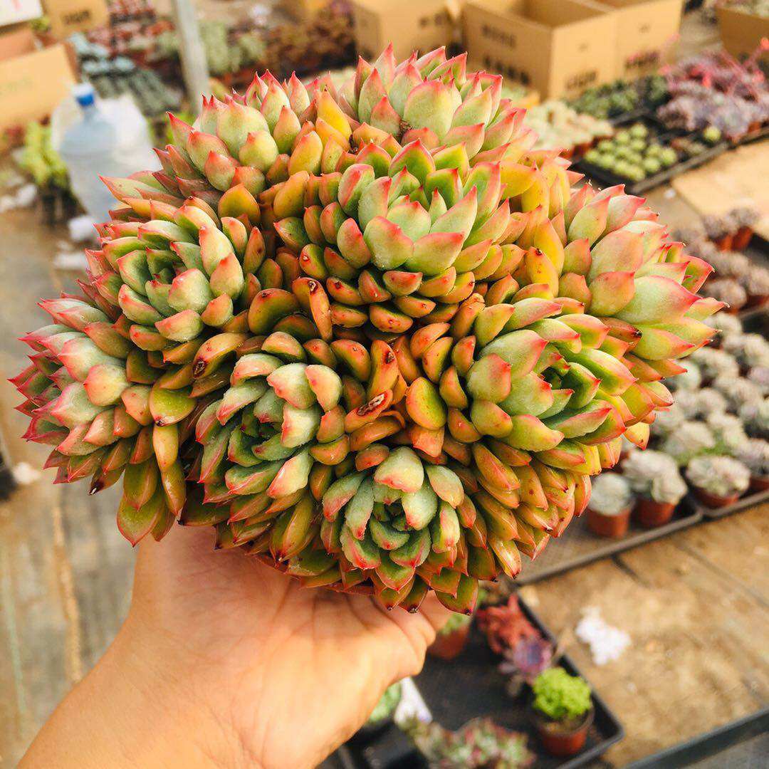 多肉组合盆栽 多肉植物女雏群生 肉肉植物花卉小盆栽组合盆景