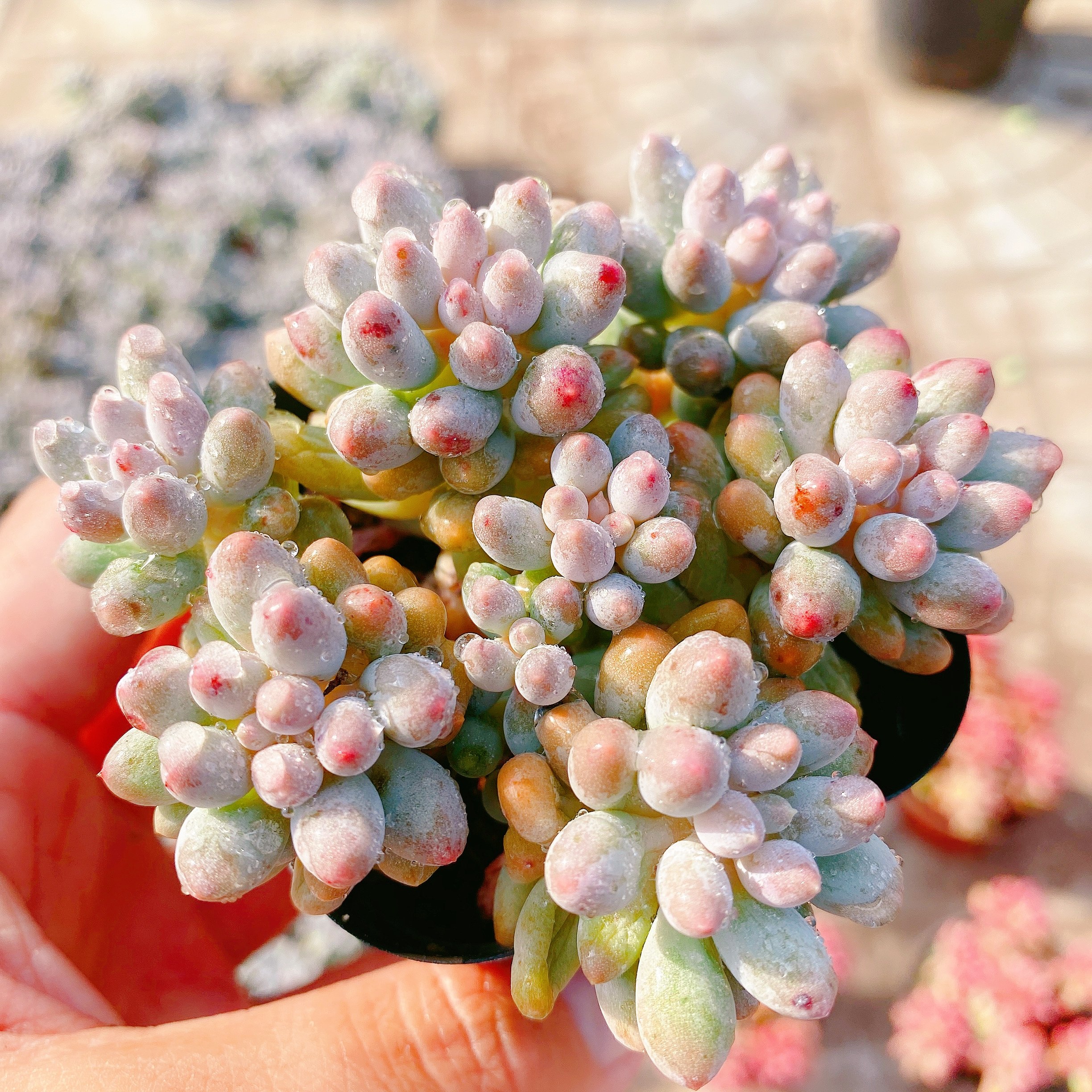 法师老桩一物一拍_婴儿手指多肉群生老桩婴儿手指多肉植物一物一拍全