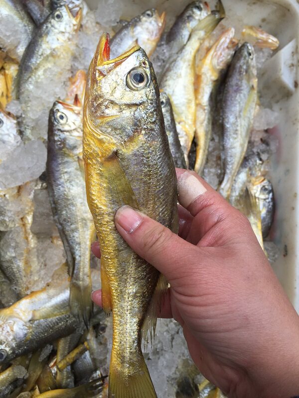 【野生新鲜小黄鱼7-8条款】新鲜捕捞 码头直发