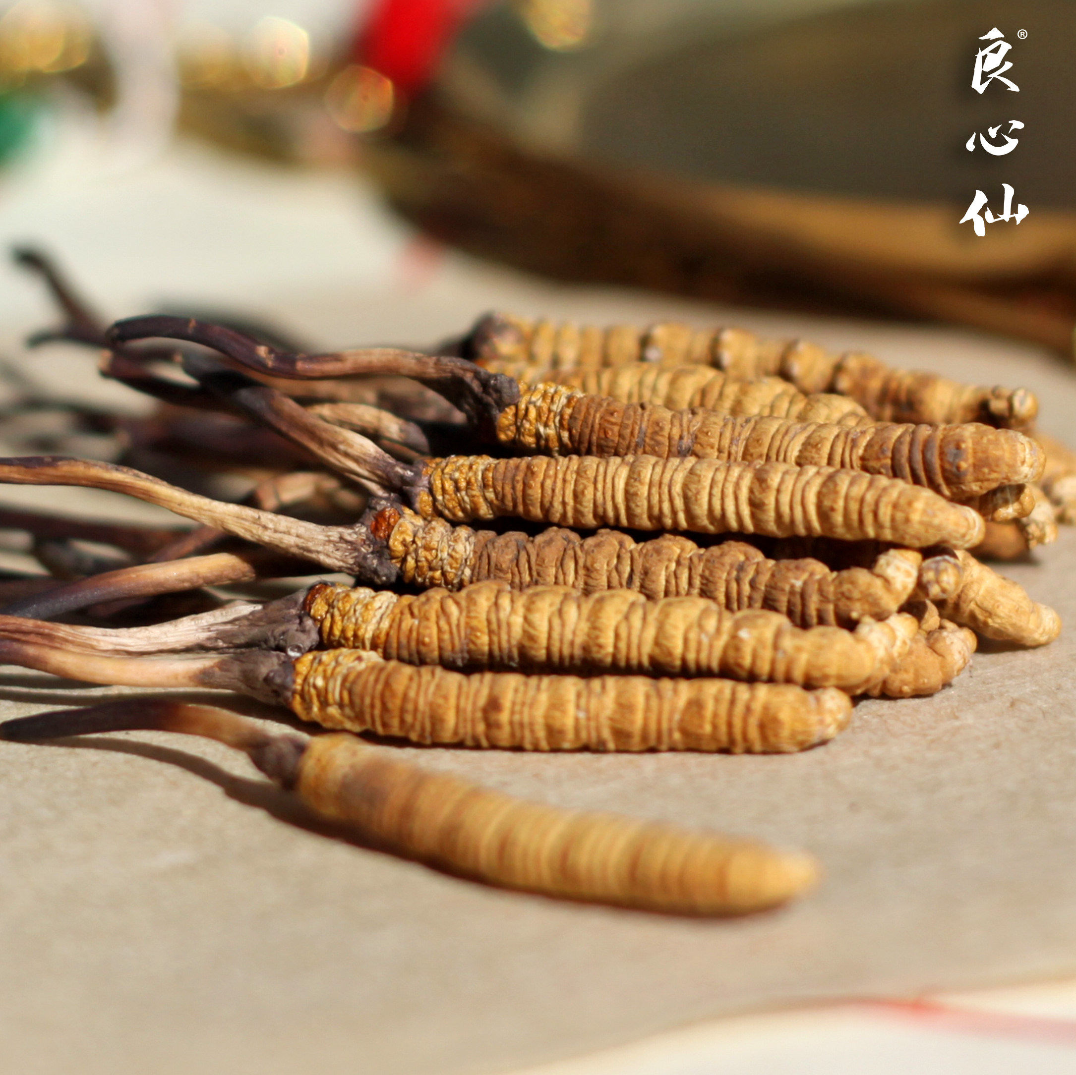 良心仙二级冬虫夏草10克36根西藏那曲野生虫草1800条3.6根/克比如