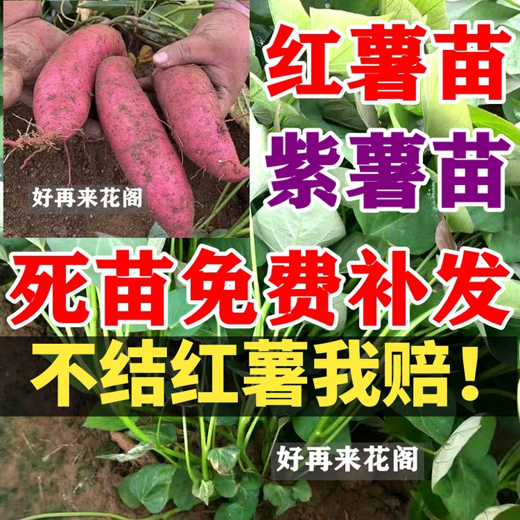 高产紫薯苗地瓜苗紫罗兰脱毒新品种地
